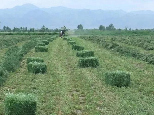 紫花苜蓿春季播種栽培技術(shù)