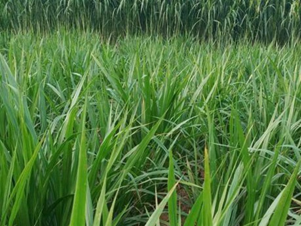 皇竹草種植經濟效益有哪些？作用是什么？