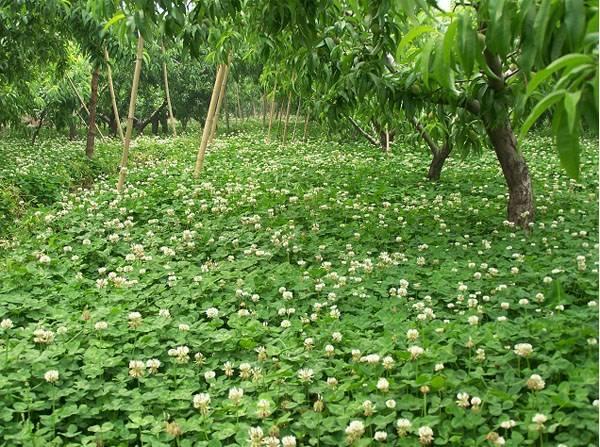 白三葉的種植技術(shù)，什么時(shí)候種植比較合適