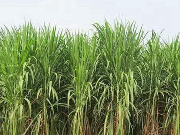 皇竹草種植經濟效益有哪些？作用是什么？