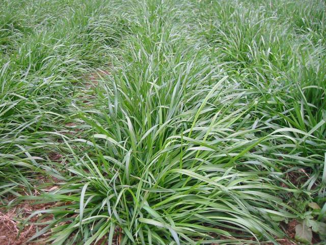 多年生黑麥草種植技術(shù)介紹與用途 多年生黑麥草種植技術(shù)介紹與用途