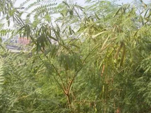 山毛豆繁殖方法以及習(xí)性特點