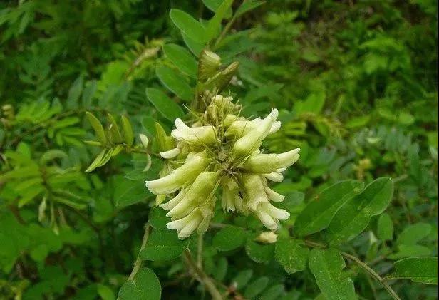 常綠灌木種子—山毛豆形態特征以及播種時間