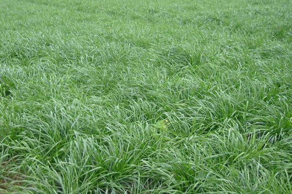 一年生黑麥草牧草種子適應性強，易種植、產量高
