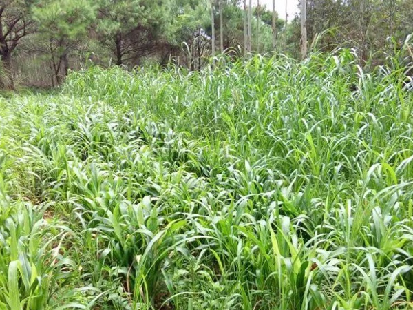 蘇丹草介紹以及主要價值，生長速度