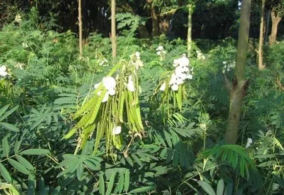 常綠灌木種子—山毛豆形態特征以及播種時間