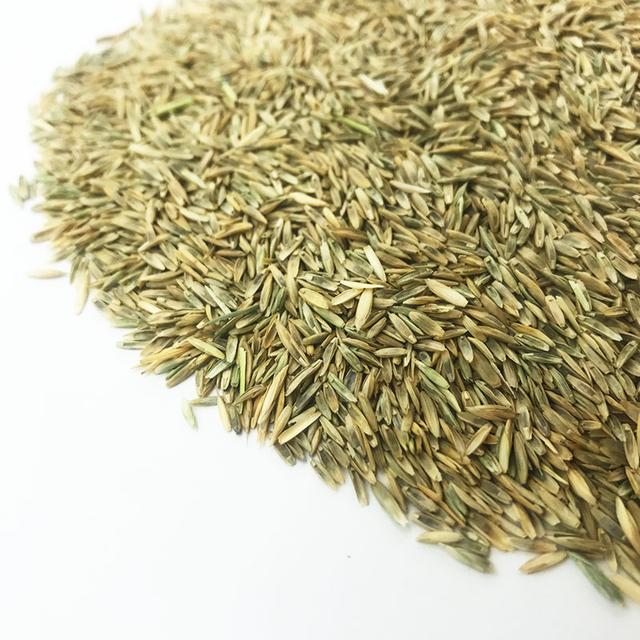 優(yōu)質(zhì)牧草種黑麥草，生長速度快，產(chǎn)量高，畜牧愛吃