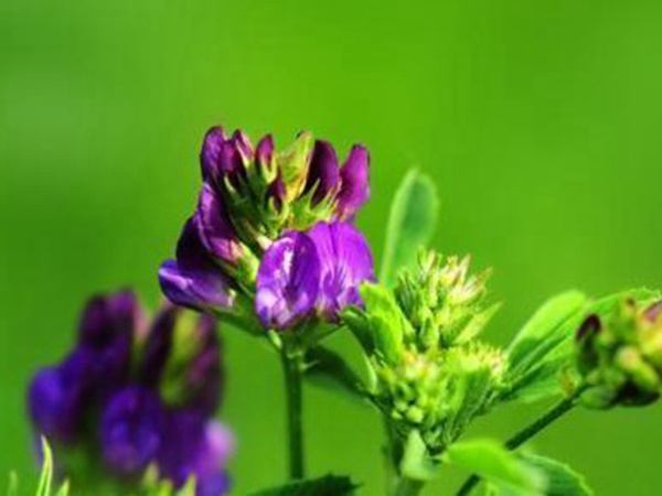 “牧草之王”紫花苜蓿怎么種植比較好，什么時(shí)候能種植比較合適？