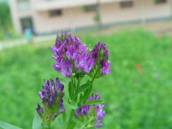“牧草之王”紫花苜蓿怎么種植比較好，什么時(shí)候能種植比較合適？