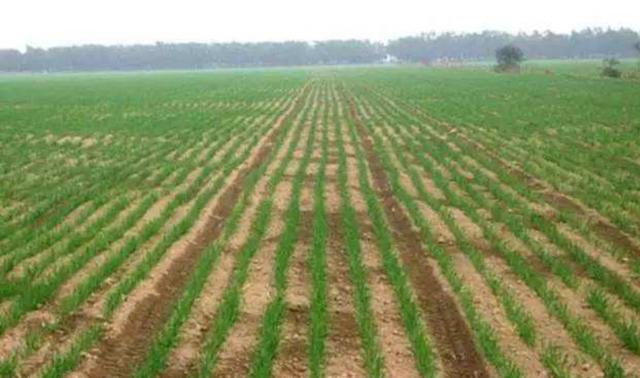 多年生黑麥草種植技術(shù)介紹與用途 多年生黑麥草種植技術(shù)介紹與用途