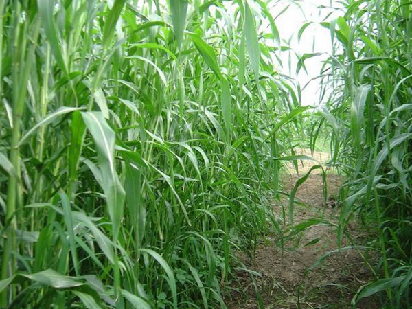 種植牧草需要注意的地方有很多，需要注意什么？