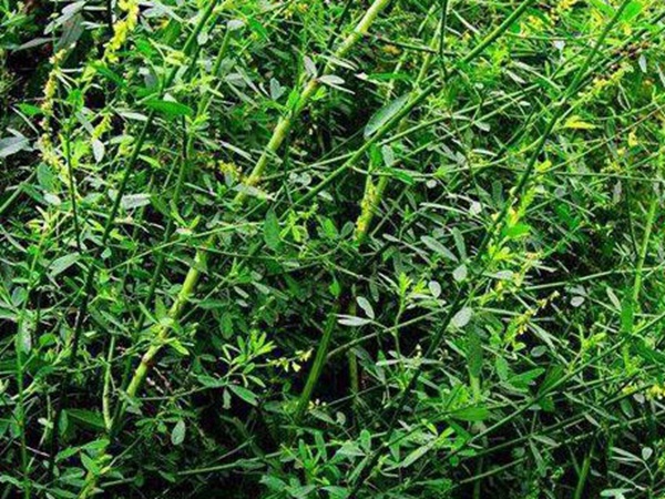 草木樨種子去哪里買(mǎi)比較好？育苗方法有哪些？