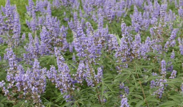 荊條的主要價值以及種植管理技術介紹 荊條的主要價值以及種植管理技術介紹