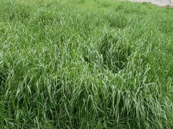 墨西哥玉米種子播種方法以及種植步驟 墨西哥玉米種子播種方法以及種植步驟