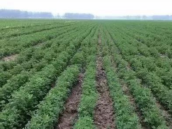 紫花苜蓿春季播種栽培技術(shù)