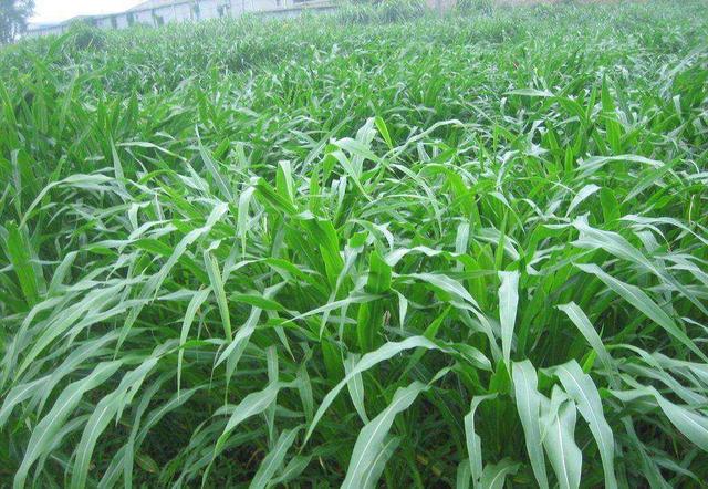 這么優(yōu)質(zhì)的高丹草牧草，怎么種植比較好？