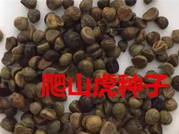 「爬山虎」的種植方法，有什么種植要求？