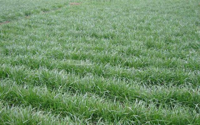 多年生黑麥草種植技術(shù)介紹與用途 多年生黑麥草種植技術(shù)介紹與用途