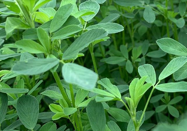 苜蓿畝產干草多少噸