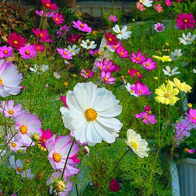 這些易養耐熱的草花品種，讓你的夏季花園更出彩！