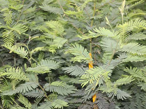 銀合歡種子發(fā)芽出苗圖片 銀合歡種子發(fā)芽出苗圖片