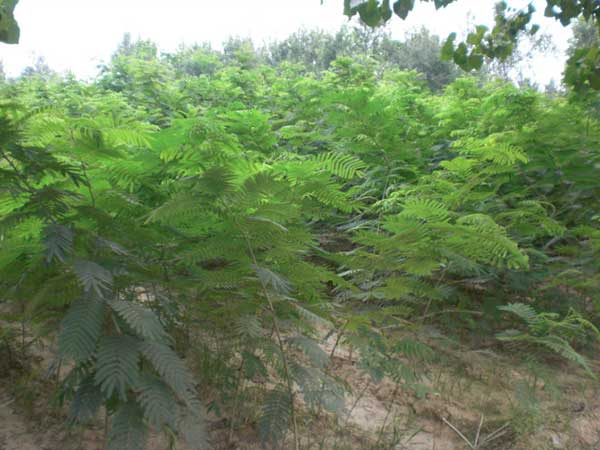 銀合歡種子發(fā)芽出苗圖片 銀合歡種子發(fā)芽出苗圖片