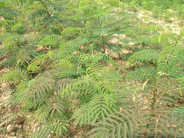 銀合歡種子發(fā)芽出苗圖片 銀合歡種子發(fā)芽出苗圖片