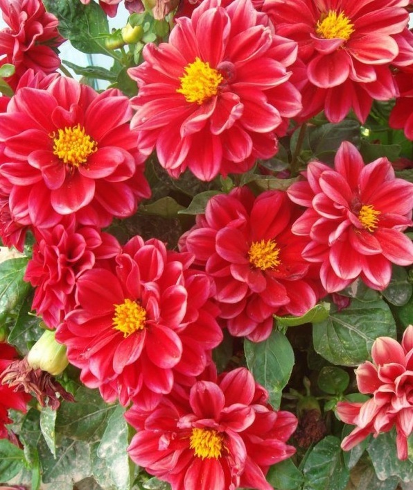 1628216884168874.jpg image.jpg