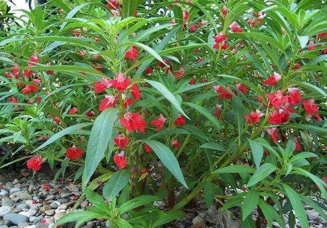 鳳仙花又叫指甲花，應(yīng)該如何播種