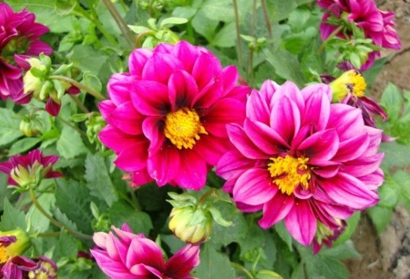 1629201616567274.jpg 1629201611(1).jpg