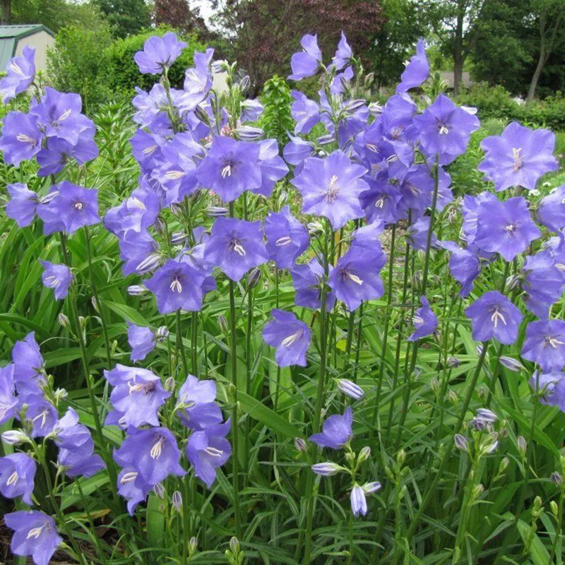 風鈴花的花語是什么，風鈴花如何養(yǎng)護