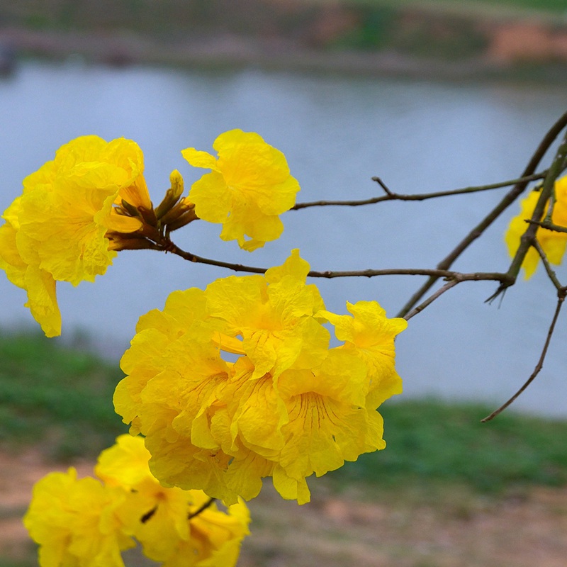 風鈴花的花語是什么，風鈴花如何養(yǎng)護
