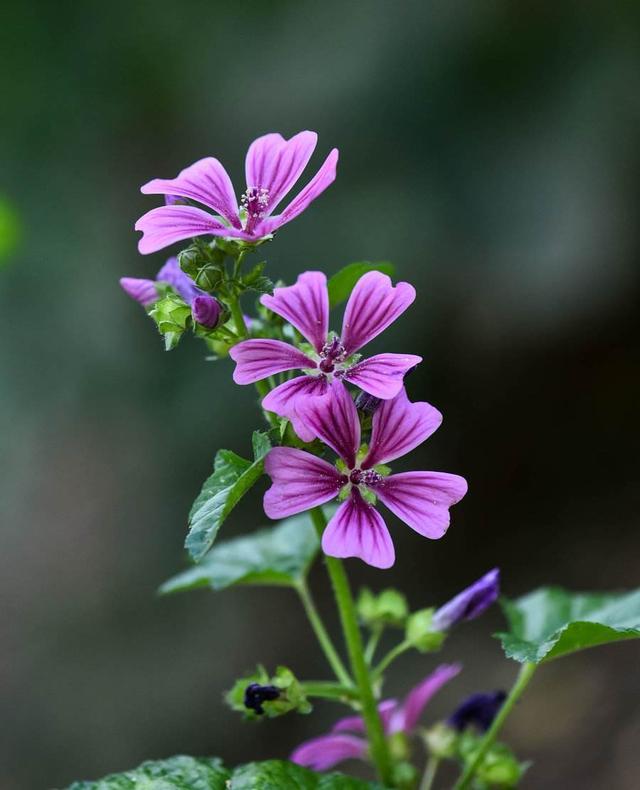 錦葵非常容易種植錦葵的種植方法