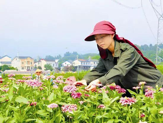 百日草生長期養護要點，百日草一年四季的養護方法