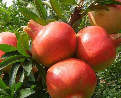 1629883828973072.jpg image.jpg