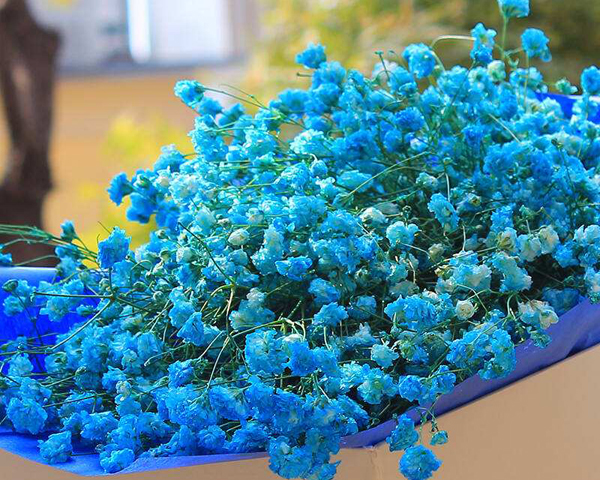 藍色滿天星的花語是什么？藍色滿天星的寓意和象征