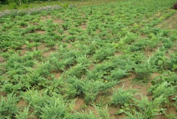 1630124609858476.jpg image.jpg