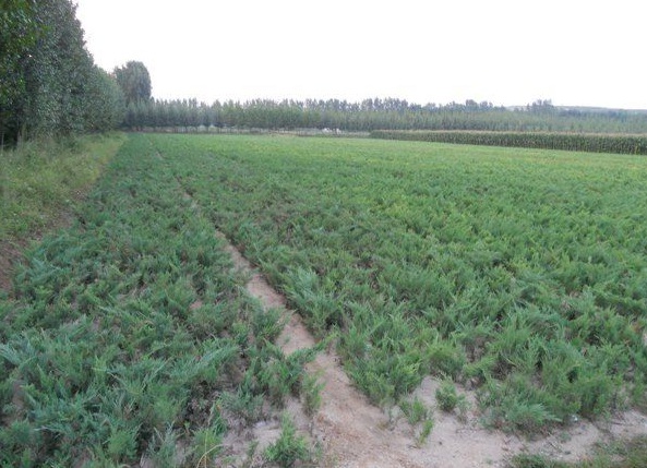 1630124632654893.jpg image.jpg