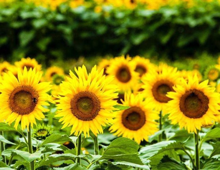 太陽(yáng)花1.jpg