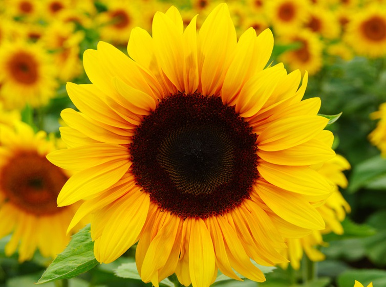 太陽(yáng)花2222222222.jpg