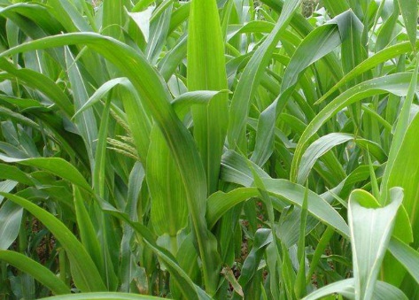 1630166416380163.jpg image.jpg