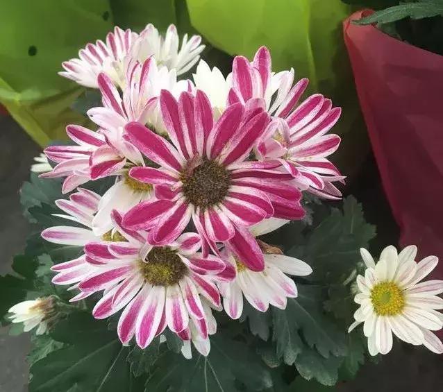 小雛菊如何養(yǎng)護(hù)，做到以下四點