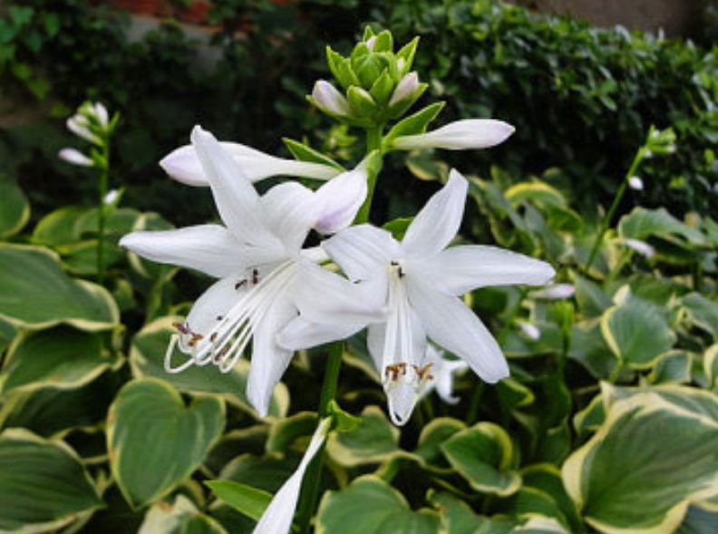 1630312314355071.jpg 花葉玉簪5555555555555.jpg