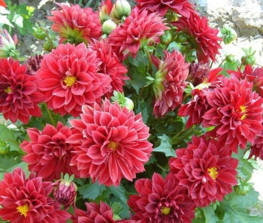 1630500164329658.jpg image.jpg