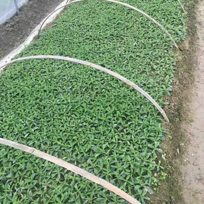 甜葉菊的主要成分與功效作用 甜葉菊的主要成分與功效作用