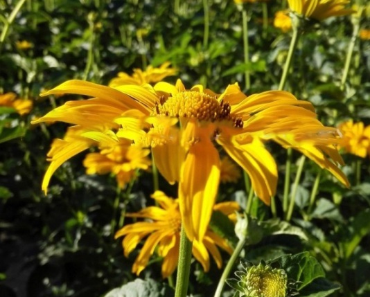 1631088377887077.jpg image.jpg