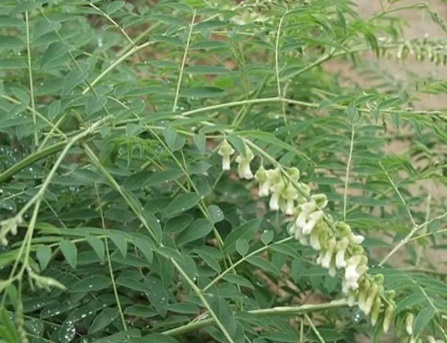 1631114253786656.jpg 1631114253786656.jpg