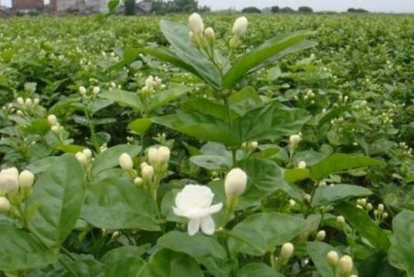 1631171098825782.jpg 1631171098825782.jpg