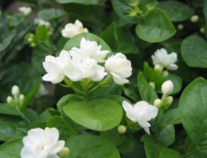 1631458702949500.jpg 茉莉1.jpg