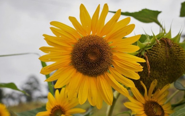 1631515742266639.jpg 1631515742266639.jpg